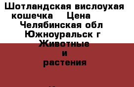 Шотландская вислоухая кошечка  › Цена ­ 900 - Челябинская обл., Южноуральск г. Животные и растения » Кошки   